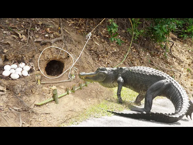 hunting man creative crocodile trap by bamboo idea - amazing trap catching crocodile in secret hole